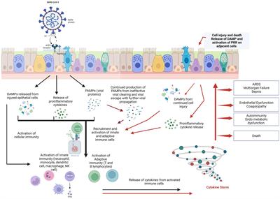 Endothelial dysfunction in autoimmune, pulmonary, and kidney systems, and exercise tolerance following SARS-CoV-2 infection